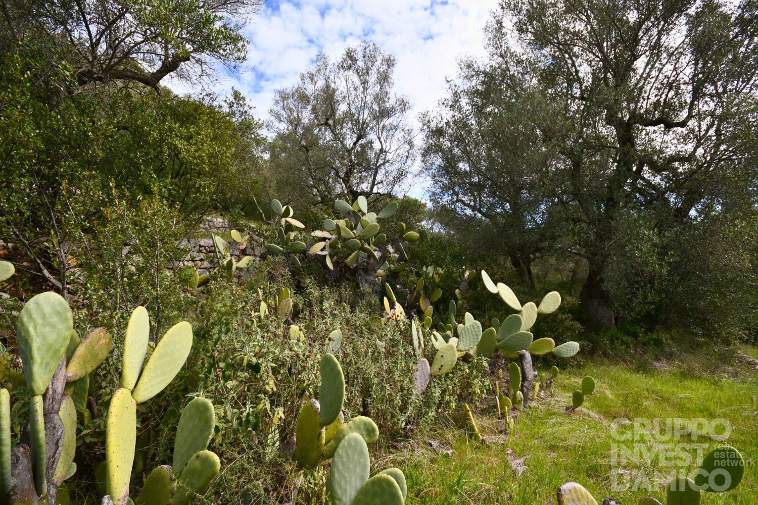 immagine annuncio 5 di 11