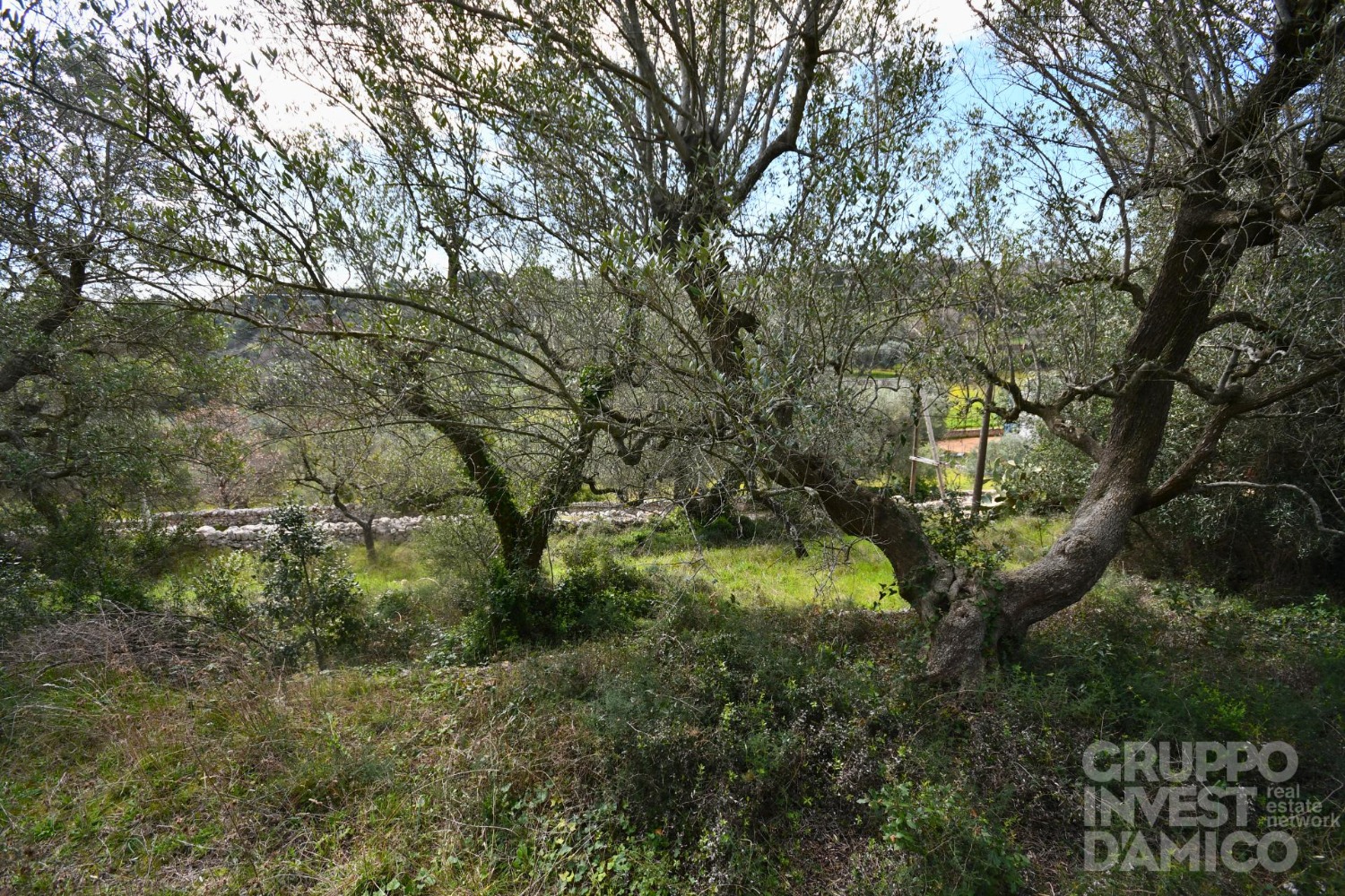 immagine annuncio 6 di 11