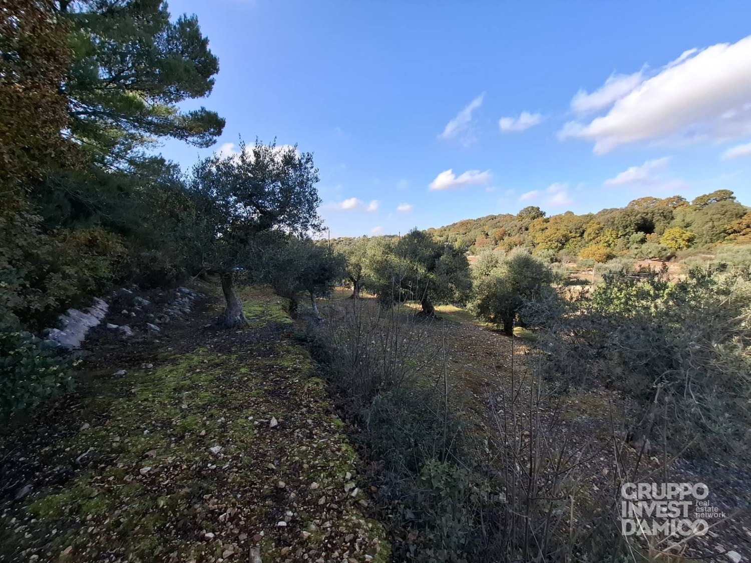 immagine annuncio 2 di 6