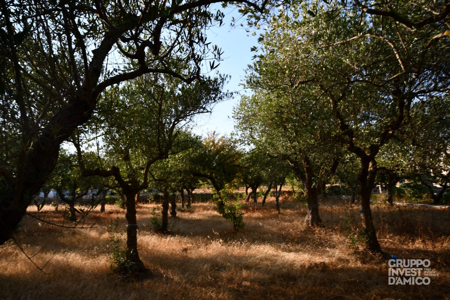 immagine annuncio 3 di 7