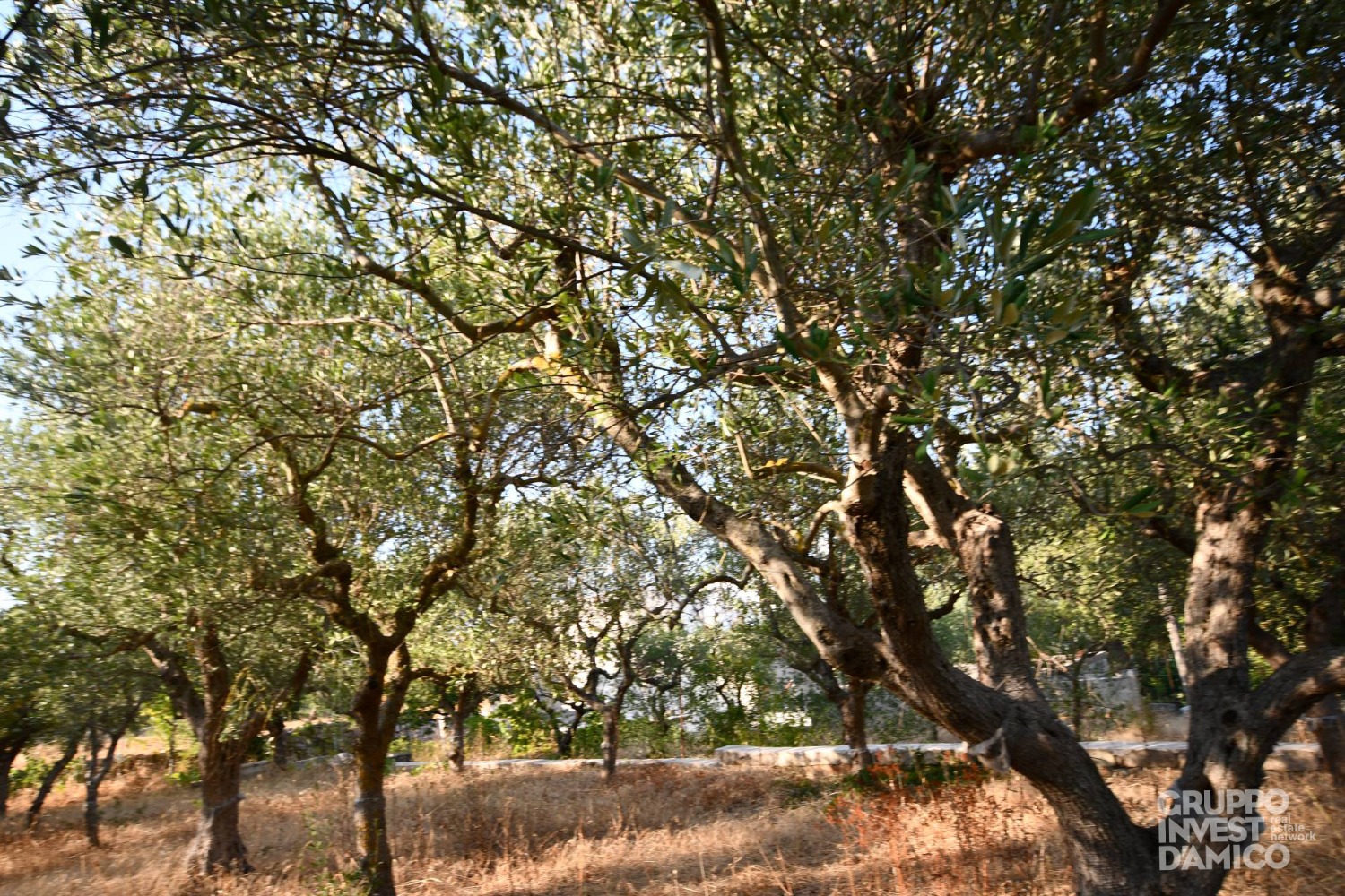 immagine annuncio 4 di 7