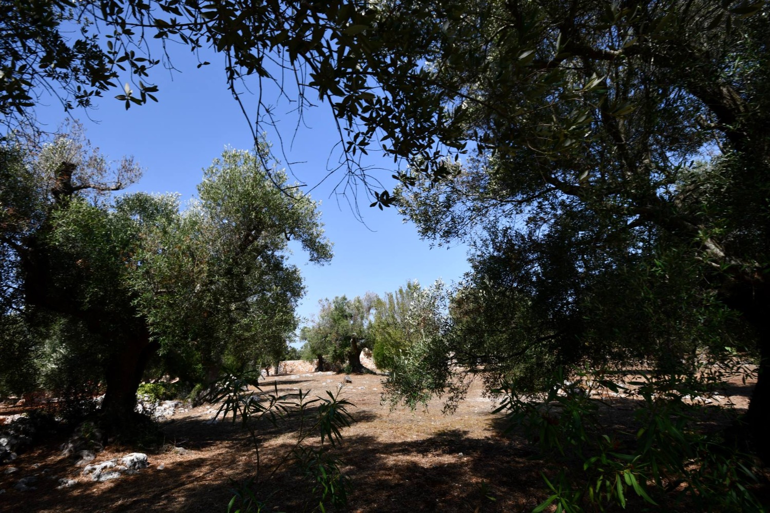 immagine annuncio 9 di 13