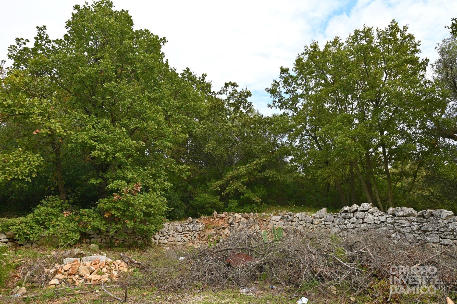 immagine annuncio 1 di 4