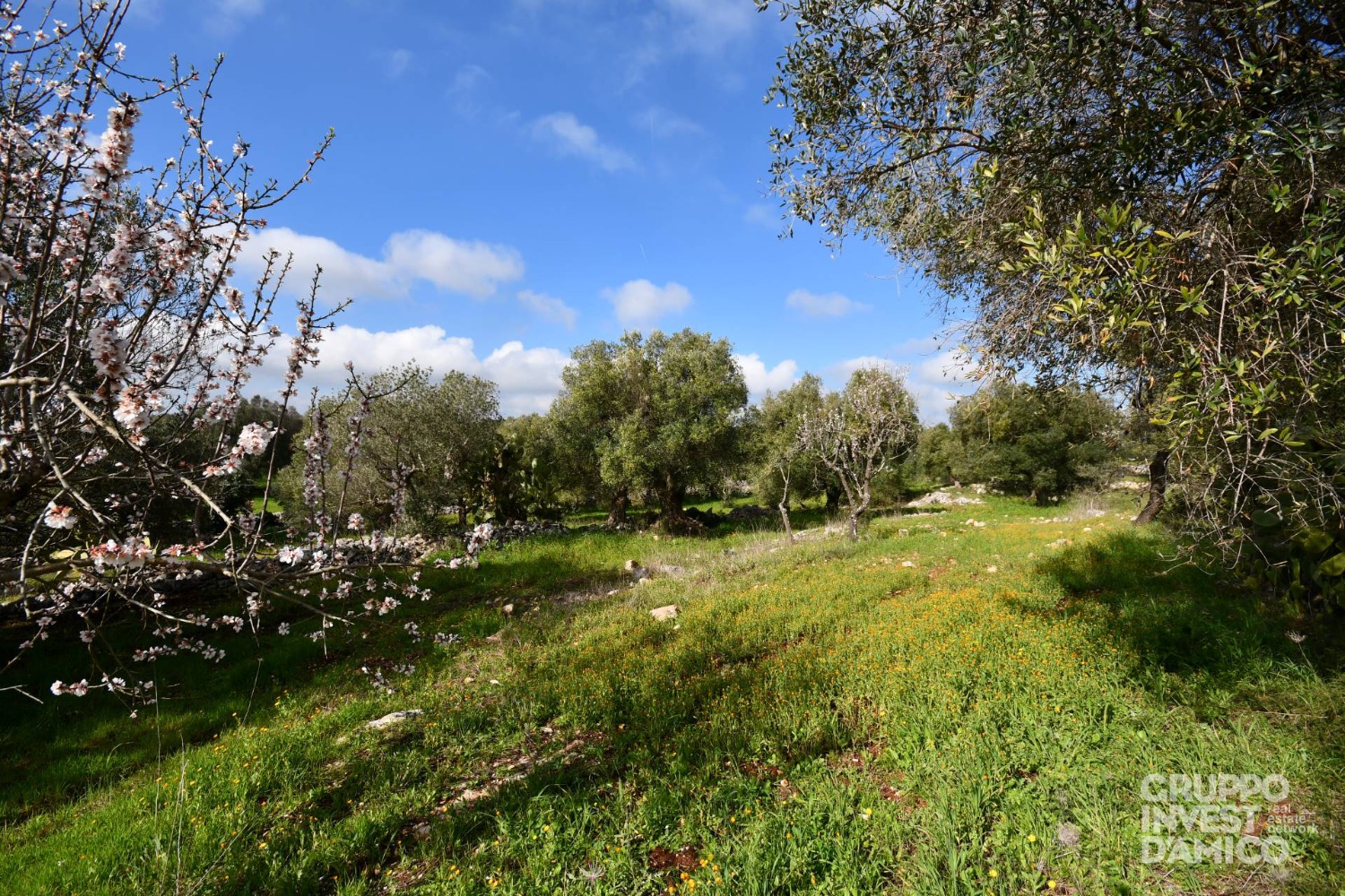 immagine annuncio 6 di 13