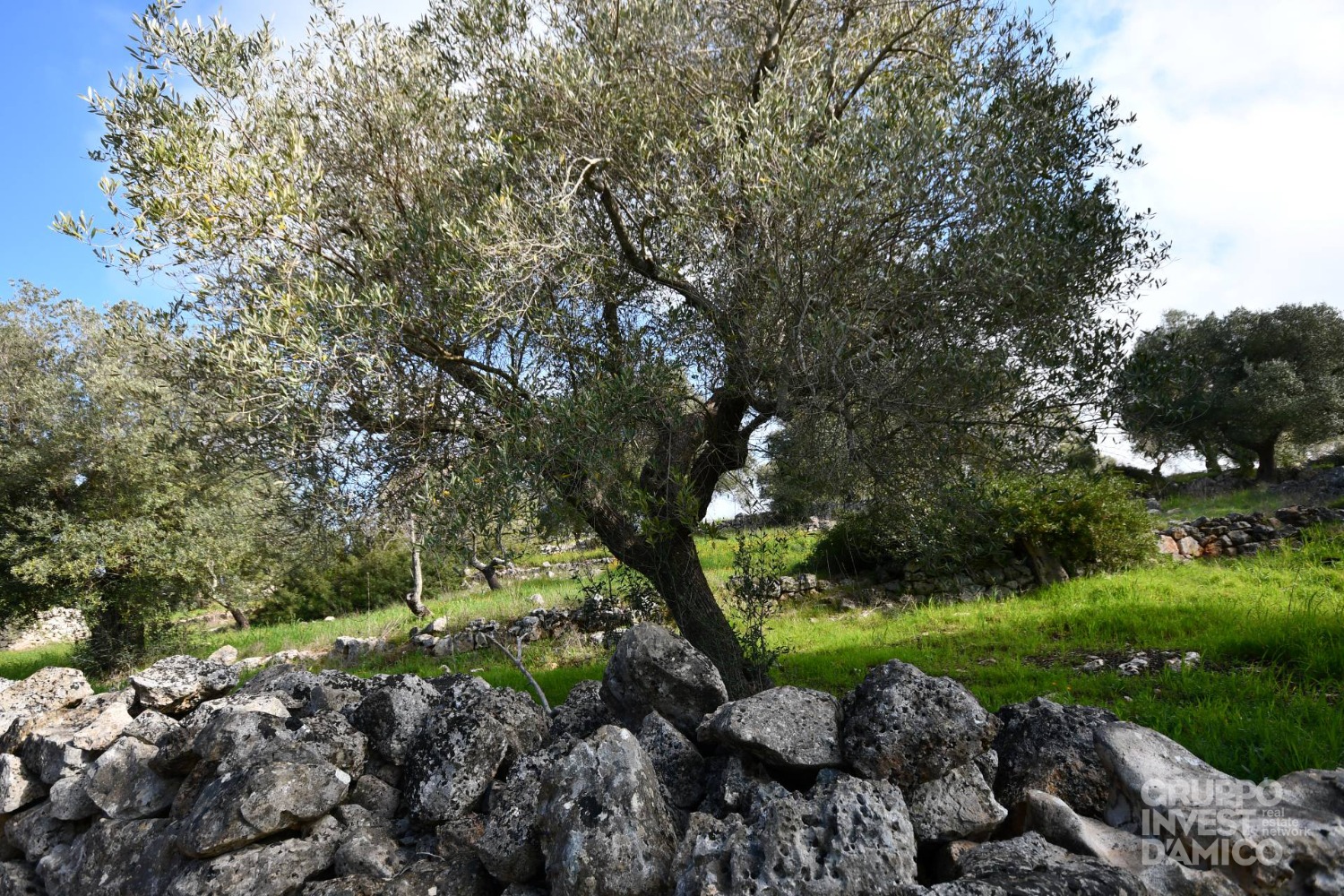 immagine annuncio 1 di 7