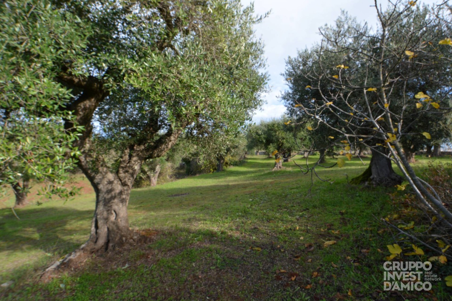 immagine annuncio 1 di 6