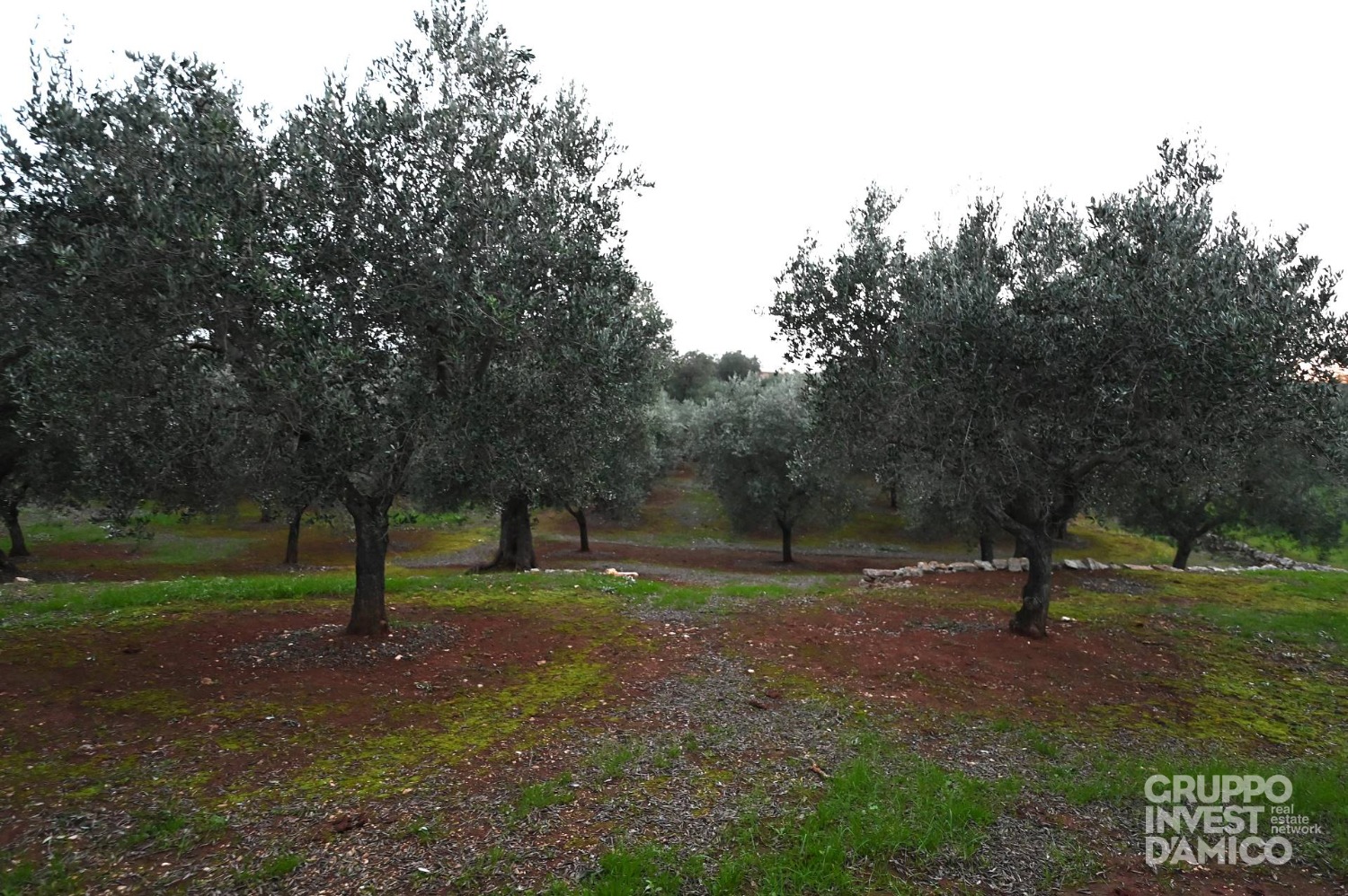 immagine annuncio 1 di 6