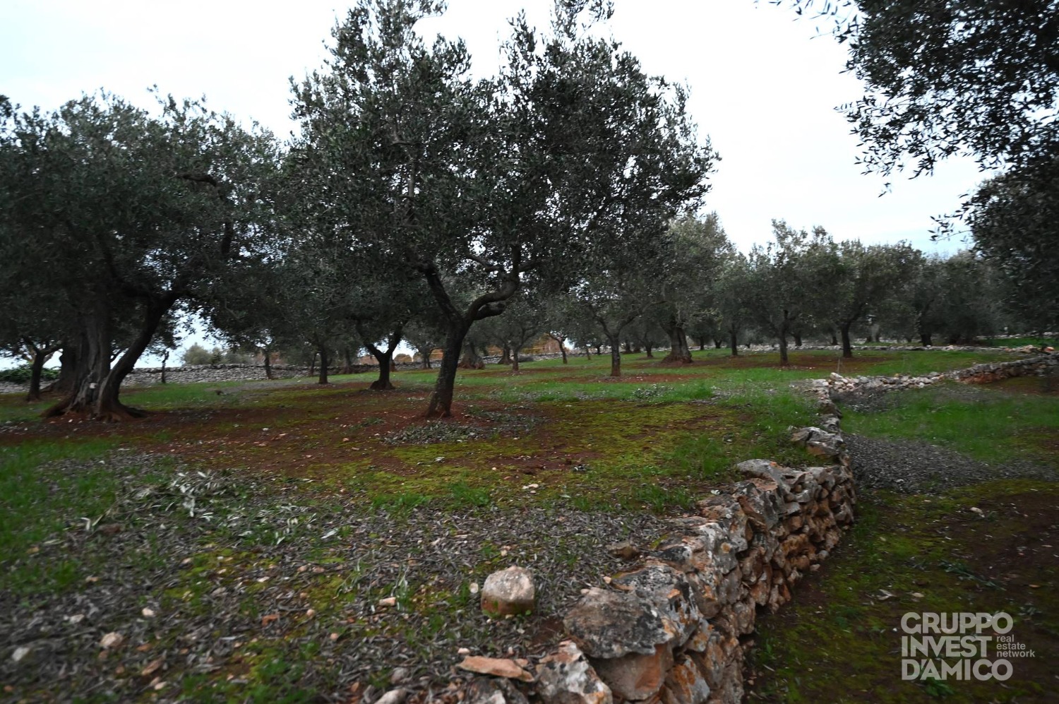 immagine annuncio 2 di 6