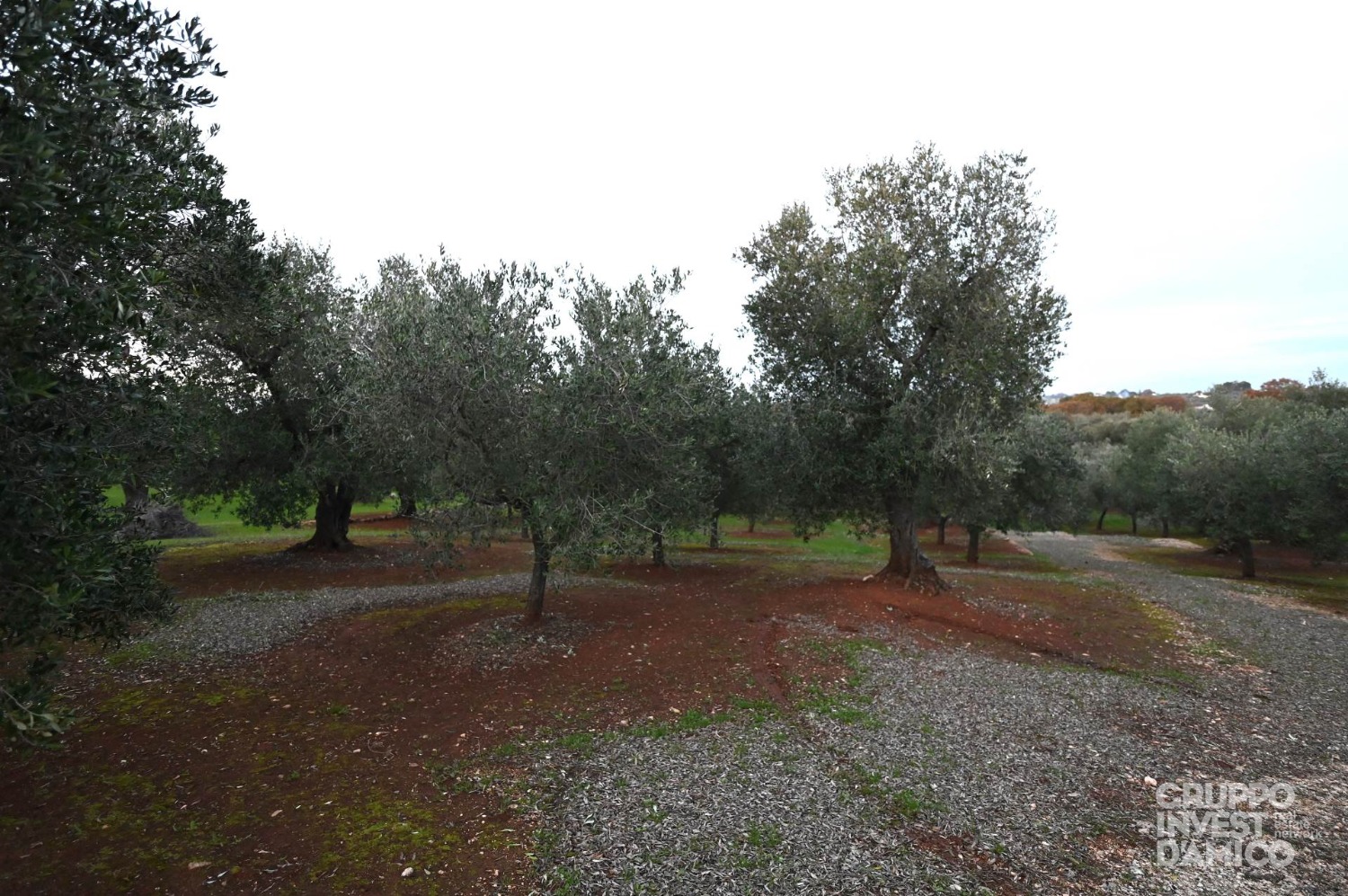 immagine annuncio 4 di 6