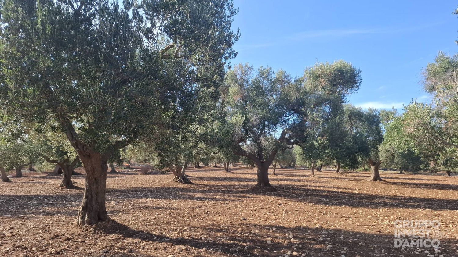 immagine annuncio 3 di 7