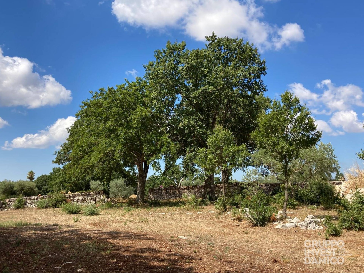 immagine annuncio 6 di 8