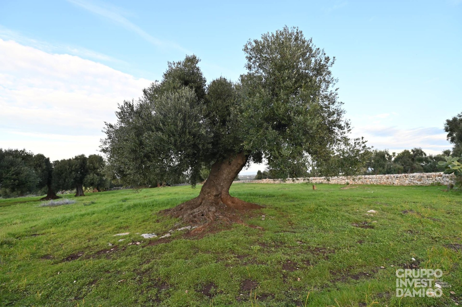 immagine annuncio 1 di 6
