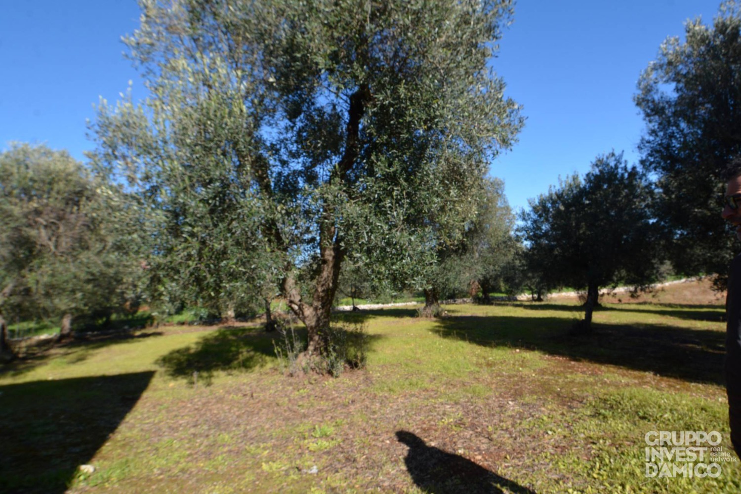 immagine annuncio 5 di 9